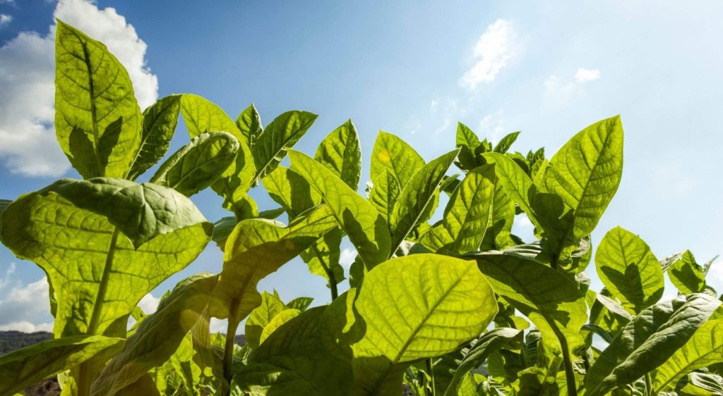 A field of tobacco plants.