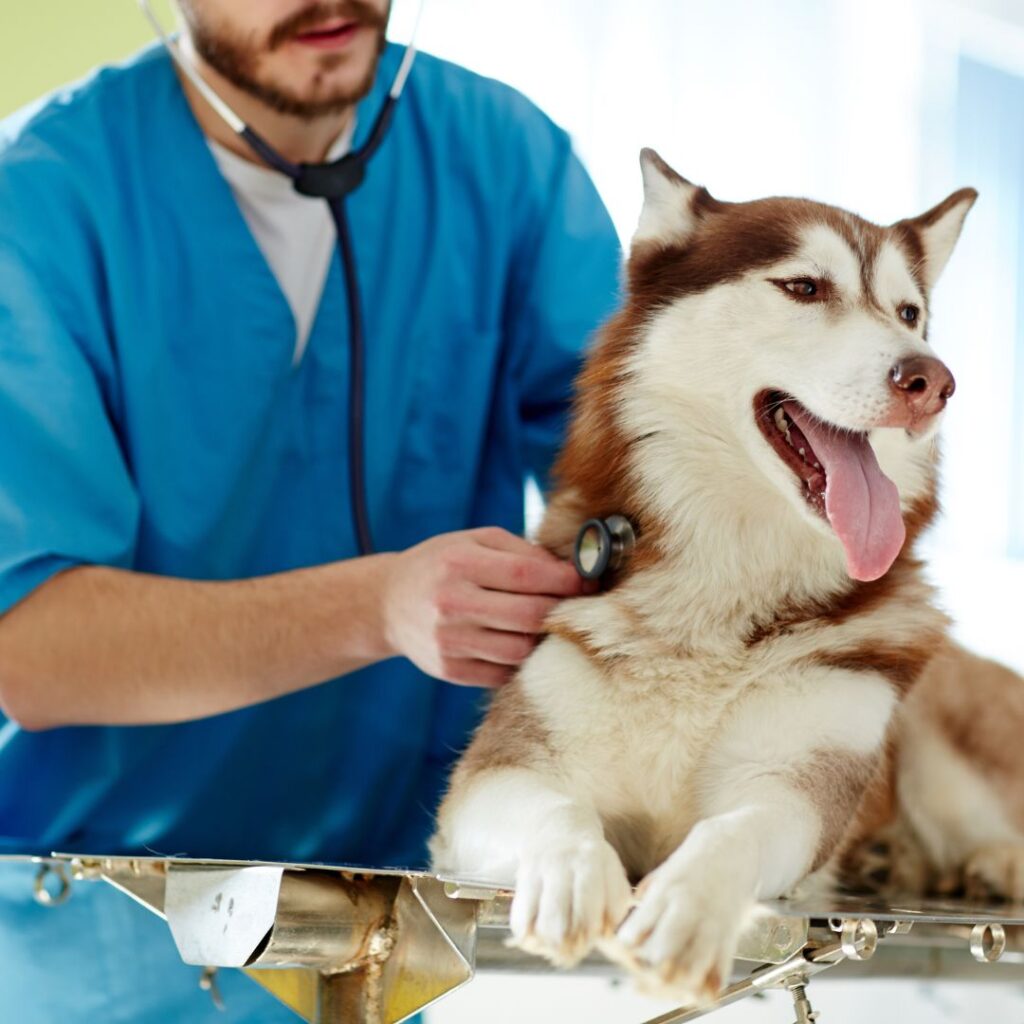 A male vet checking the temperature on a dog.