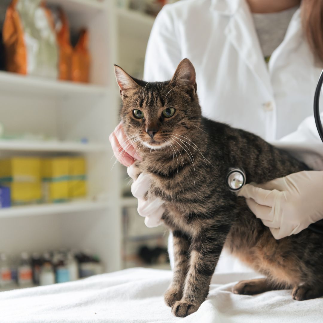 Cat on a veterinary table